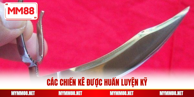 Các chiến kê được huấn luyện kỹ