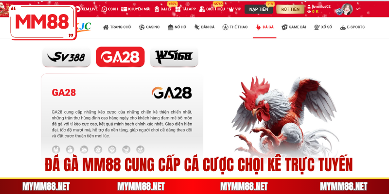 Đá gà MM88 cung cấp cá cược chọi kê trực tuyến
