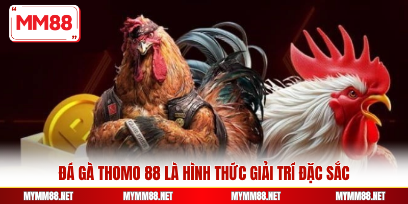 Đá gà Thomo 88 là hình thức giải trí đặc sắc