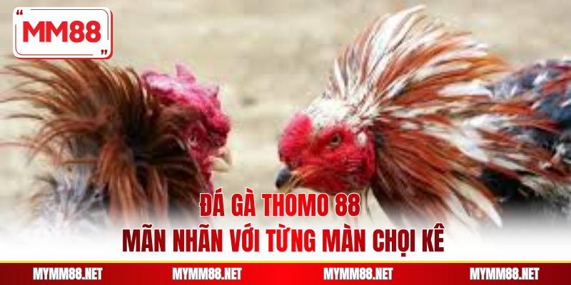 Đá Gà Thomo 88 - Mãn Nhãn Với Từng Màn Chọi Kê