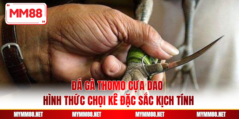 Đá Gà Thomo Cựa Dao - Hình Thức Chọi Kê Đặc Sắc Kịch Tính