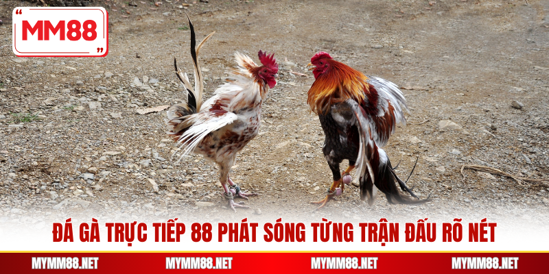 Đá gà trực tiếp 88 phát sóng từng trận đấu rõ nét