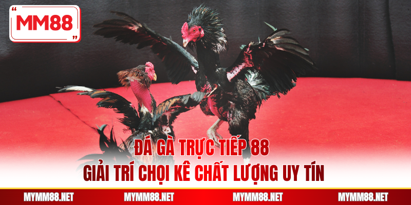 Đá Gà Trực Tiếp 88 - Giải Trí Chọi Kê Chất Lượng Uy Tín