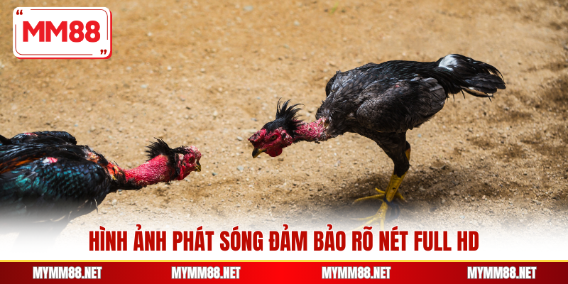 Hình ảnh phát sóng đảm bảo rõ nét full HD