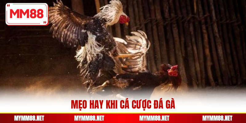 Mẹo hay khi cá cược đá gà