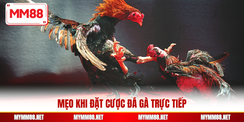 Mẹo khi đặt cược đá gà trực tiếp